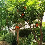 Betty's Garden House Semesterbostad *